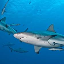 This is because they live in coastal areas and tend to come in to contact with bull sharks can swim from salt water into fresh water, and on the coast of south of africa these sharks occasionally encounter africa's deadliest. Searching For Sharks In Street View