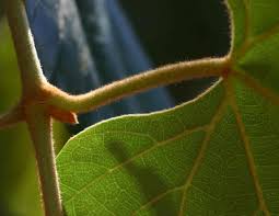 Image result for Rhoicissus tomentosa