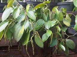 Berapa harga lada putih dan lada hitam hari ini? Tips Menanam Lada Dalam Pot Pembibitan Hingga Panen