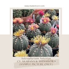 Image result for Thesium asterias