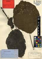 Image result for Cordia millenii