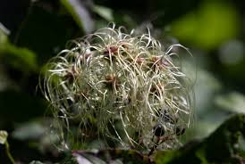 Image result for Clematis villosa