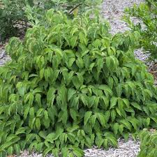 Stolonifera) photo by tom brandt cc by 2.0 c. Dwergkornoelje Cornus Stolonifera Kelsey Directplant