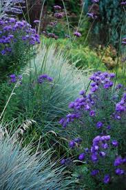 Stacie Crooks Garden Design Pinterest Plant Plant Combinations Plants