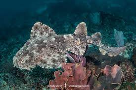 The tasselled wobbegong (eucrossorhinus dasypogon) is a species of carpet shark in the family orectolobidae and the only member of its genus. Tasselled Wobbegong Sharks And Rays