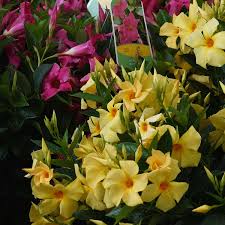 Image result for dipladenie žlutá obrázek