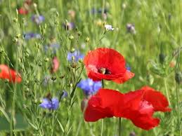 Très beau pastel représentant un bouquet de fleurs, ce sont des coquelicots. Comment Faire Durer Votre Bouquet Plus Longtemps