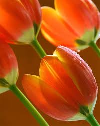 Tulips Tulips Flowers Beautiful Flowers