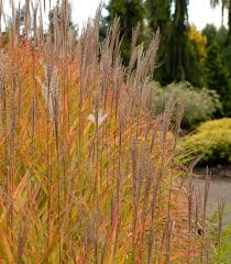 Image result for Miscanthus violaceus