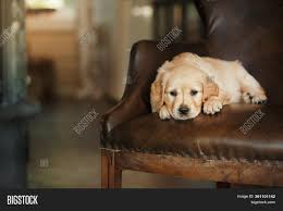 Litter of 12 golden retriever puppies for sale. Golden Retriever Puppy Image Photo Free Trial Bigstock