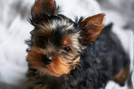 Yorkie teacup puppies are precious angels that require lots of love, affection, and toys. Yorkie Growth Chart How Big Will My Yorkie Get
