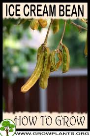 Ice cream bean trees are also an amazing nitrogen fixer for surrounding soil. Ice Cream Bean How To Grow Care