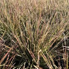 Image result for Deschampsia