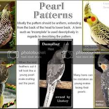 Lutino Pied Illus Jpg Photo By Mousebirds And More Cockatiel Cool Websites Bird