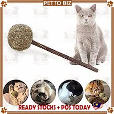 As gum disease progresses, the teeth can actually. Catnip Lollipop With Organic Teeth Cleaning Treats Silvervine Stick For Chewing Catmint Lollipop Cat Treat Training Stic Shopee Malaysia