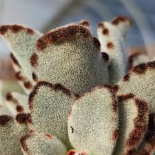 Image result for Fadogia tomentosa