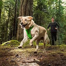 10 Best Dog Harnesses For 2019 Our Top Walking Harness For
