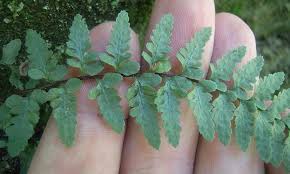 Image result for Asplenium mildbraedii