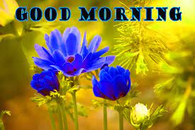 Download these good morning images hd 1080p download 2021 for free. Lovely Good Morning Images Hd 1080p Download Good Morning