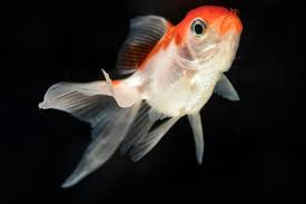 When your betta fish is bloated you'll notice that his belly begins to protrude out. Free Photo Front View Proud Dumbo Betta Splendens Fighting Fish