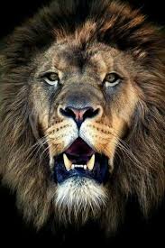 Epingle Par Mac Flaye Sur Lions Photos Animaux Sauvages Animaux Sauvages Art Des Animaux Sauvages