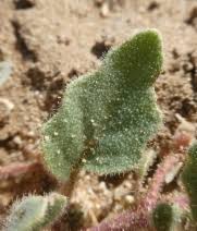 Image result for Diheteropogon filifolius