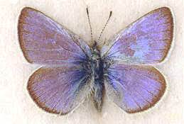 We did not find results for: Fly Extinct Entomos Blog