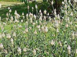 Image result for Mechowia grandiflora