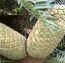 Image result for Encephalartos lebomboensis