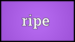 Ripe Meaning Youtube