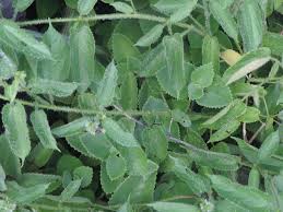 Image result for Tragia brevipes-benthamii-okanyu