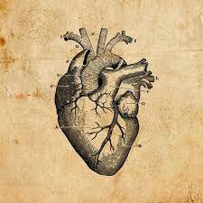 Vintage Heart Vector Png Jpeg Digital Download Art Print T Shirts Merchandise Old Illustration Diagram Medical Anatomy Antiqued Wall Art Antique Artwork Heart Illustration