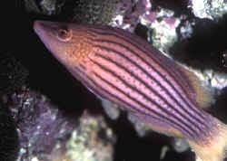 Image result for Pseudocalyx ochraceus