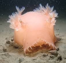 Image result for Tritonia moggii