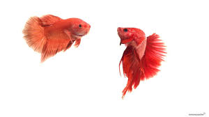 We did not find results for: Ramona Osche Fighting Fish White Background 1920x1080 Wallpaper Teahub Io