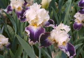 Bearded Iris Flowers Gardening Plants January Gardens Flower Seeds Flowers Perennials Iris Flowers