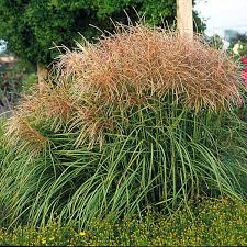 Image result for Oxyanthus troupinii