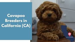 These fur babies are our newest addition to the cavapoos r us family. 14 Cavapoo Breeders In California Ca Cavapoo Puppies For Sale Animalfate