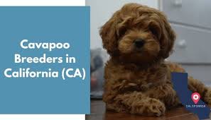 Find goldendoodles for sale in detroit on oodle classifieds. 14 Cavapoo Breeders In California Ca Cavapoo Puppies For Sale Animalfate