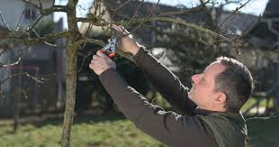Herzlich willkommen benachbart unserem bäume schneiden wann test. Obstbaume Schneiden 10 Tipps Mein Schoner Garten