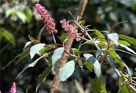 Image result for Phytolaccaceae