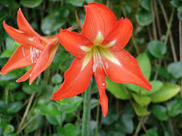 Image result for Hippeastrum puniceum