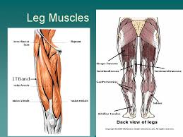 Human leg muscles diagram leg muscle chart gosutalentrankco. Basic Anatomy Physiology Bones Provide U Protection U