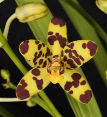 Image result for Ansellia africana