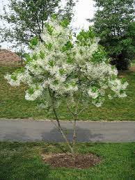 Chionanthus Virginicus Fringe Tree Garden Shrubs Shrubs