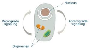 Plant cells contain almost all of the organelles found in animal cells but have several new ones to help them survive. Improving Photosynthesis By Understanding Cyto Nuclear Interactions Wur