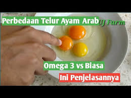 We did not find results for: Perbedaan Telur Ayam Arab Omega Biasa Jangan Salah Youtube