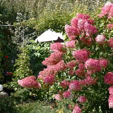 Image result for hydrangea paniculata vanille fraise