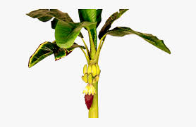 57 transparent png of banana tree. Leaves Clipart Banana Tree Transparent Banana Tree Png Png Download Kindpng