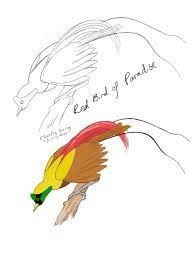Maybe you would like to learn more about one of these? Burung Cendrawasih Dan Hutan Digital Art Of Paradise Birds